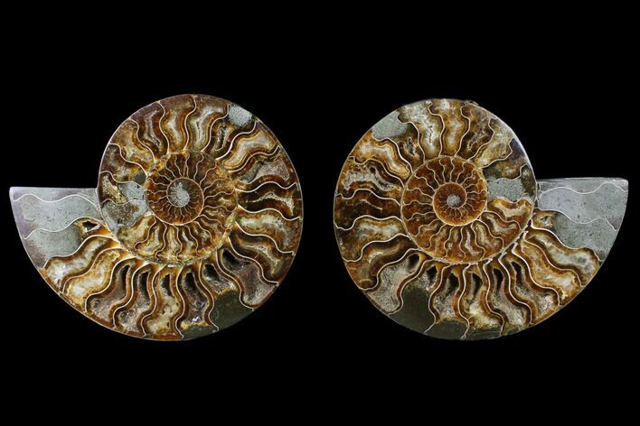 Cut & Polished Ammonite Fossil - Agatized #88172